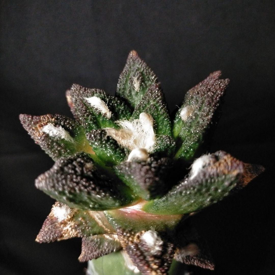 アリオカルプス ブラボアナス 希少 竜角牡丹 亀甲牡丹 花牡丹 玉牡丹 黒牡丹