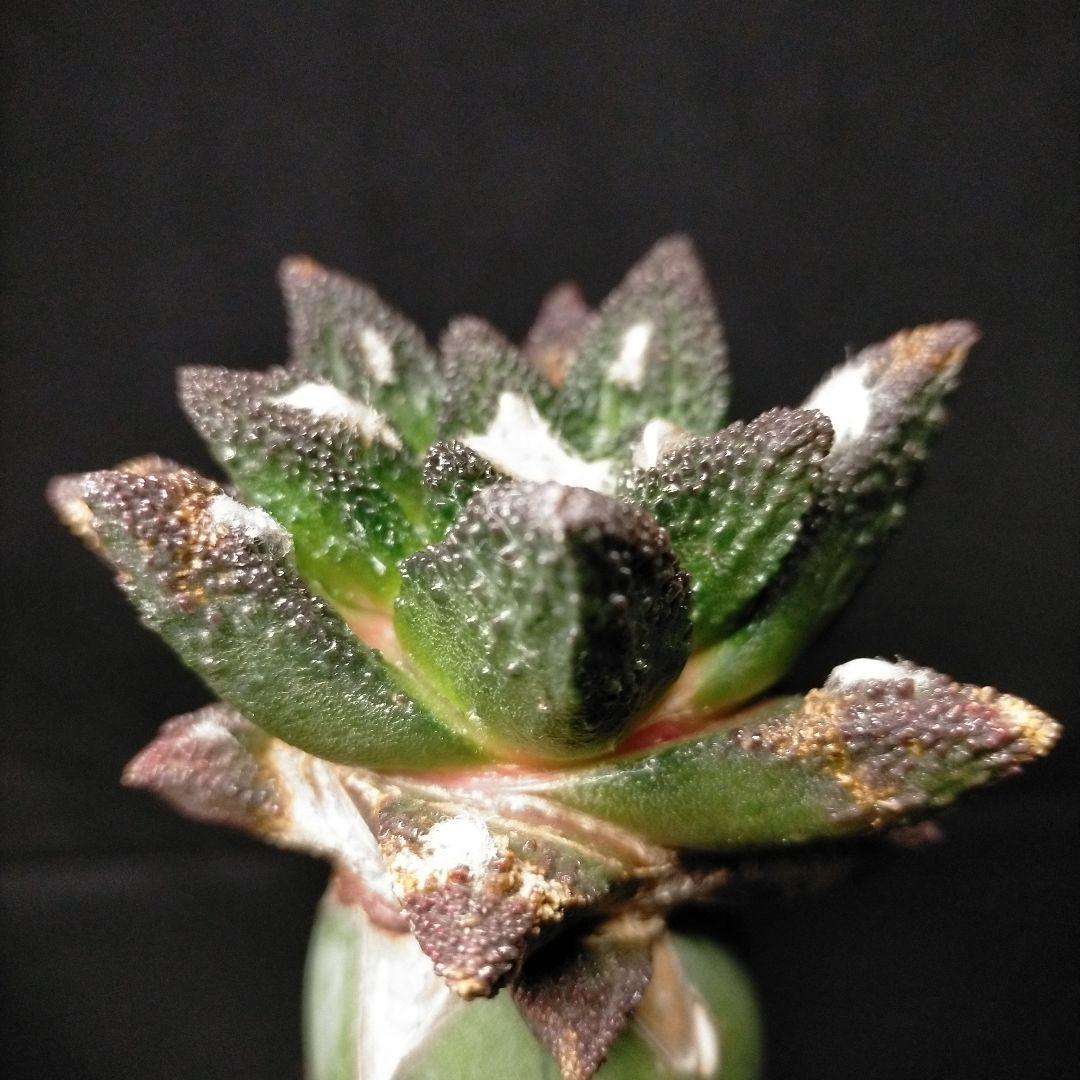 アリオカルプス ブラボアナス 希少 竜角牡丹 亀甲牡丹 花牡丹 玉牡丹 黒牡丹