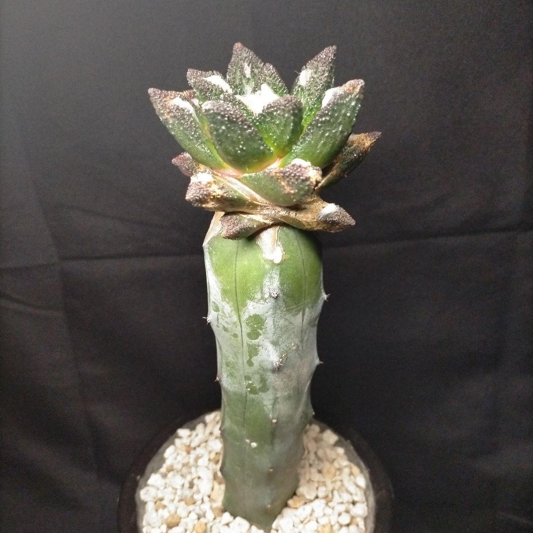 アリオカルプス ブラボアナス 希少 竜角牡丹 亀甲牡丹 花牡丹 玉牡丹 黒牡丹