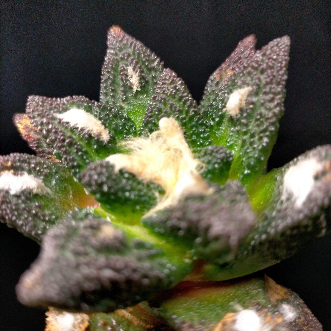 アリオカルプス ブラボアナス 希少 竜角牡丹 亀甲牡丹 花牡丹 玉牡丹 黒牡丹