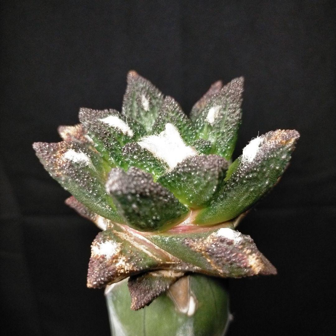 アリオカルプス ブラボアナス 希少 竜角牡丹 亀甲牡丹 花牡丹 玉牡丹 黒牡丹