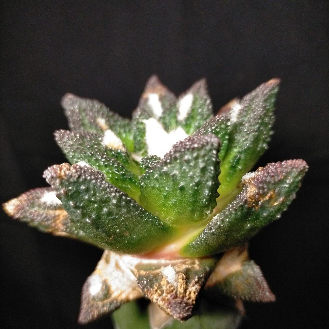 アリオカルプス ブラボアナス 希少 竜角牡丹 亀甲牡丹 花牡丹 玉牡丹 黒牡丹