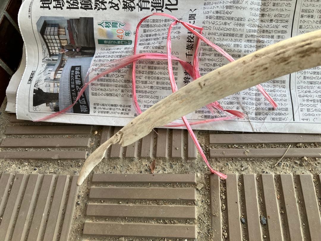 鹿の頭骨 鹿の角 エゾシカ