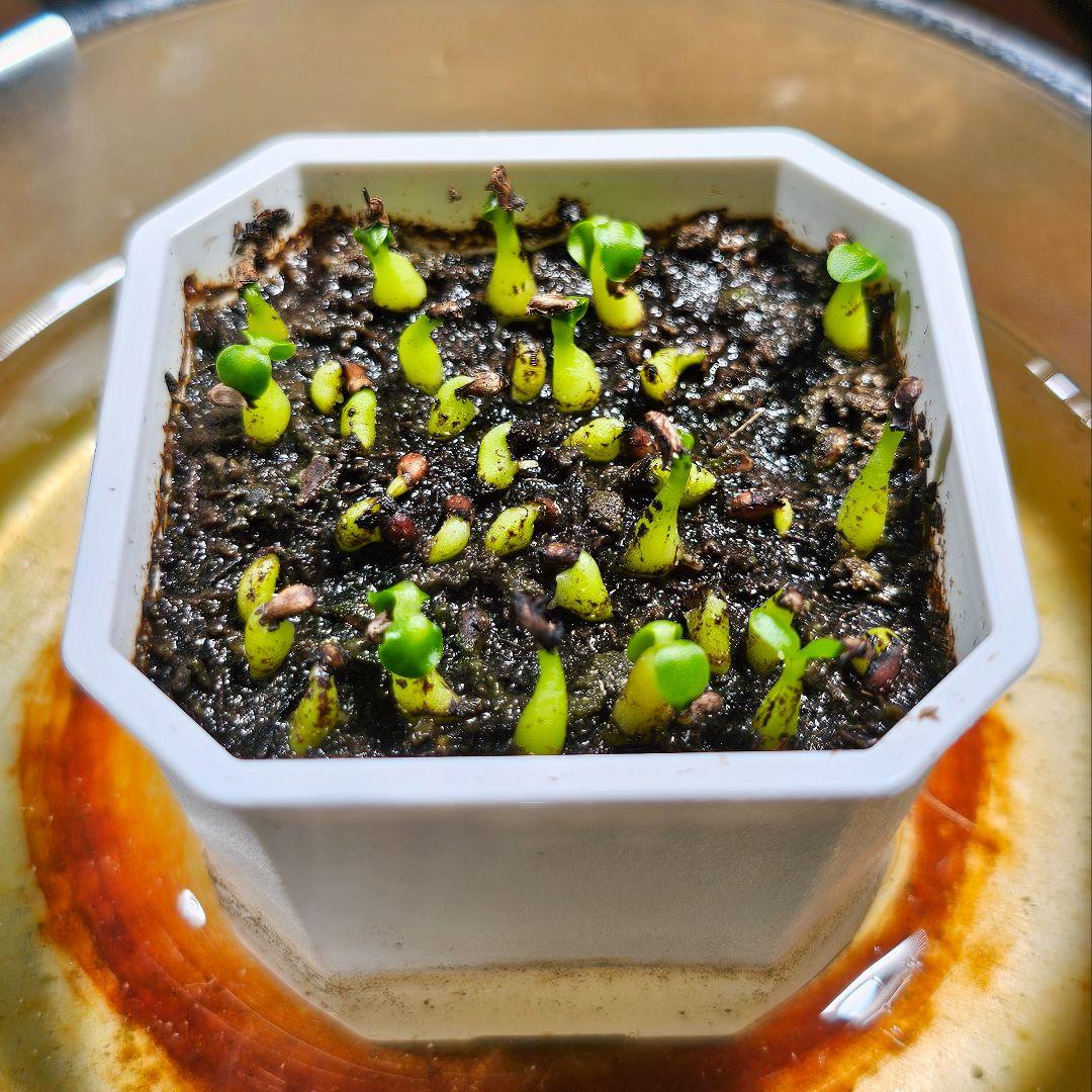 ミルメコディア アラータ myrmecodia alata 実(種子)