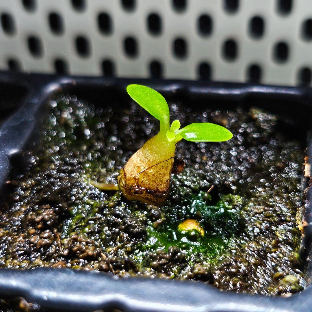 ミルメコディア アラータ myrmecodia alata 実(種子)