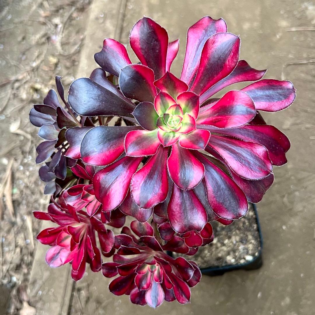 アエオニウム　シャネルレインボー　七彩ハーフ顔　株ごと　大株　抜き苗　メルカリ便