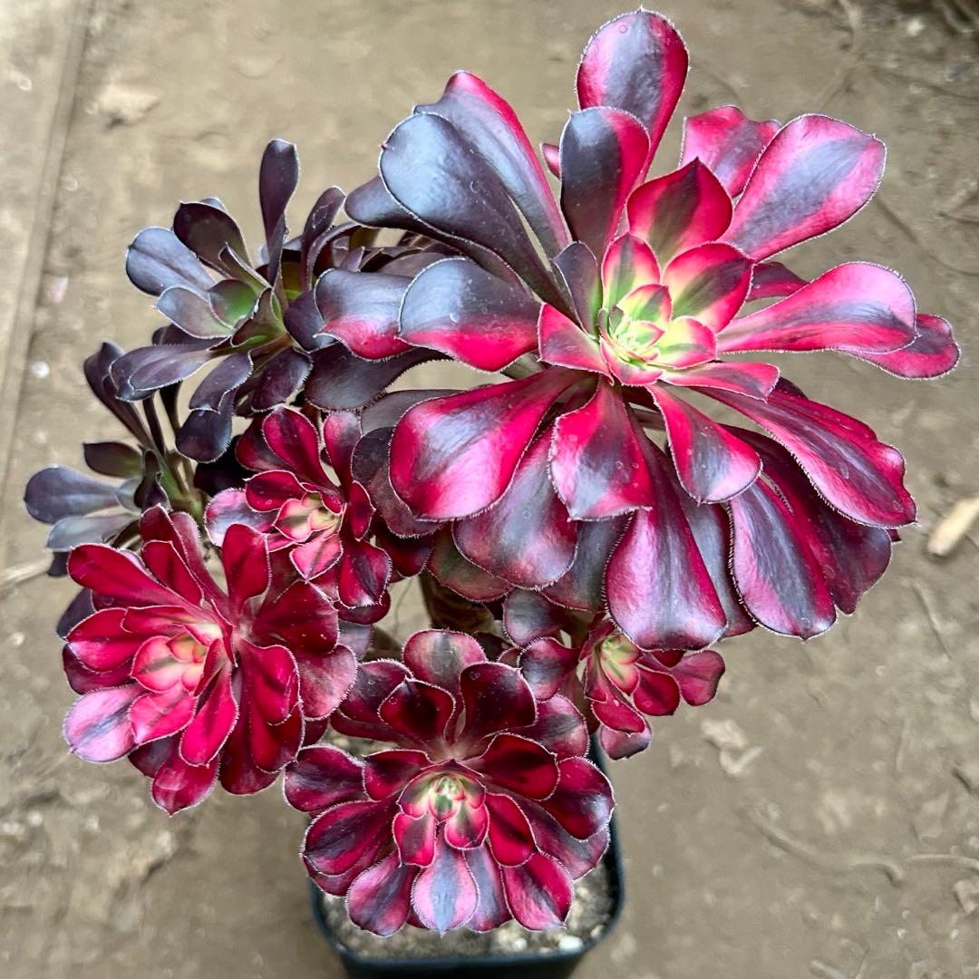 アエオニウム　シャネルレインボー　七彩ハーフ顔　株ごと　大株　抜き苗　メルカリ便