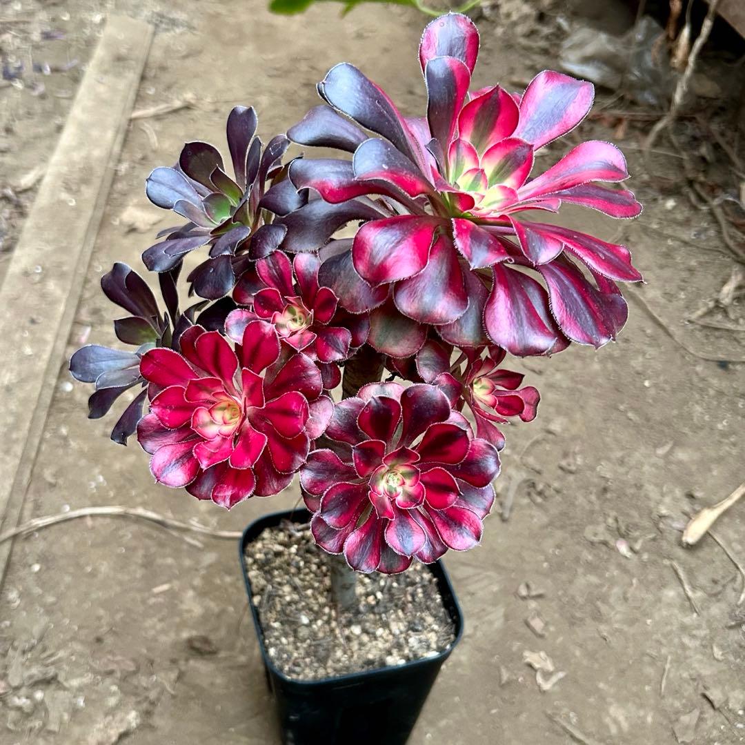 アエオニウム　シャネルレインボー　七彩ハーフ顔　株ごと　大株　抜き苗　メルカリ便