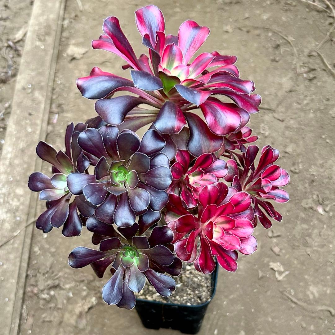 アエオニウム　シャネルレインボー　七彩ハーフ顔　株ごと　大株　抜き苗　メルカリ便