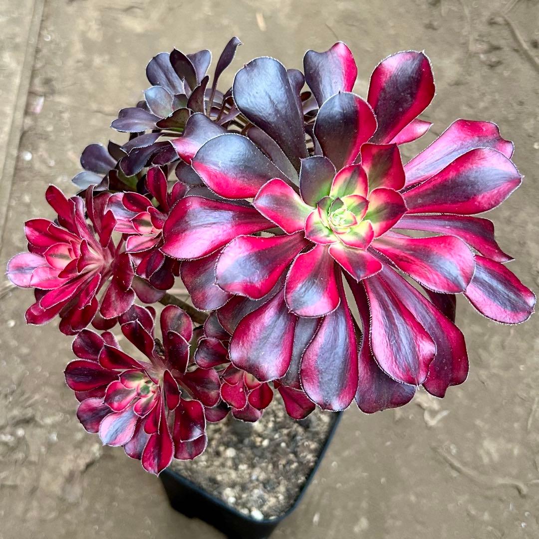 アエオニウム　シャネルレインボー　七彩ハーフ顔　株ごと　大株　抜き苗　メルカリ便