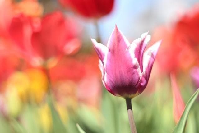 Super Takumar 55mm F1.8 宝石レンズ リングボケ