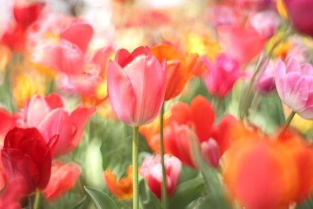 Super Takumar 55mm F1.8 宝石レンズ リングボケ