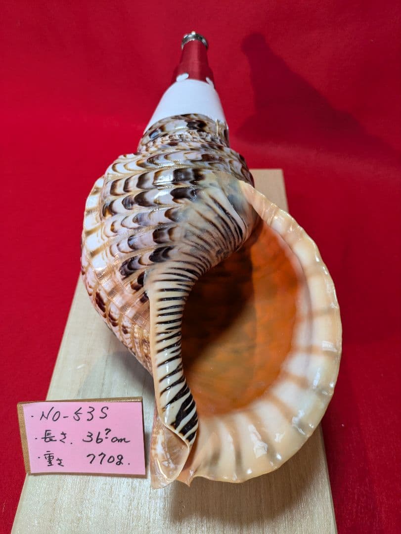 法螺貝、ＮＯ−５３Ｓ ホラ貝、和楽器、和太鼓、修験道、置物