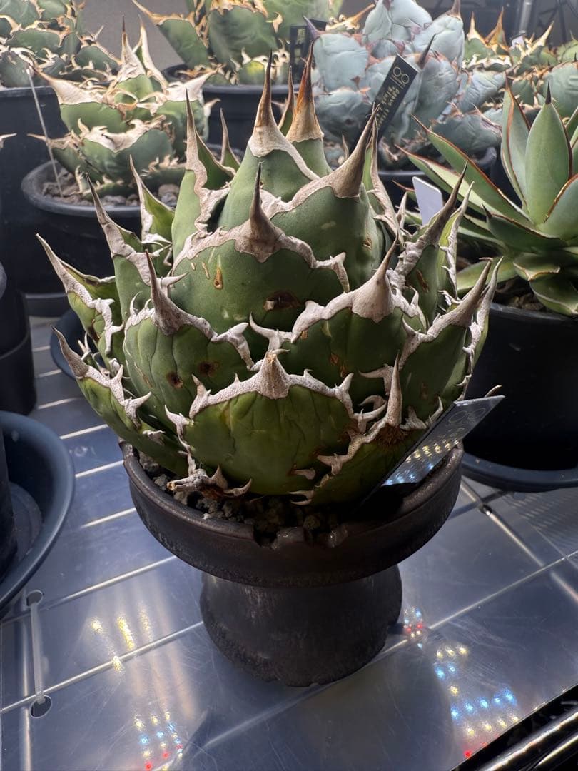 陶器鉢ごと親株出品　アガベチタノタ fo07