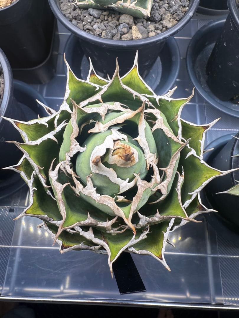 陶器鉢ごと親株出品　アガベチタノタ fo07