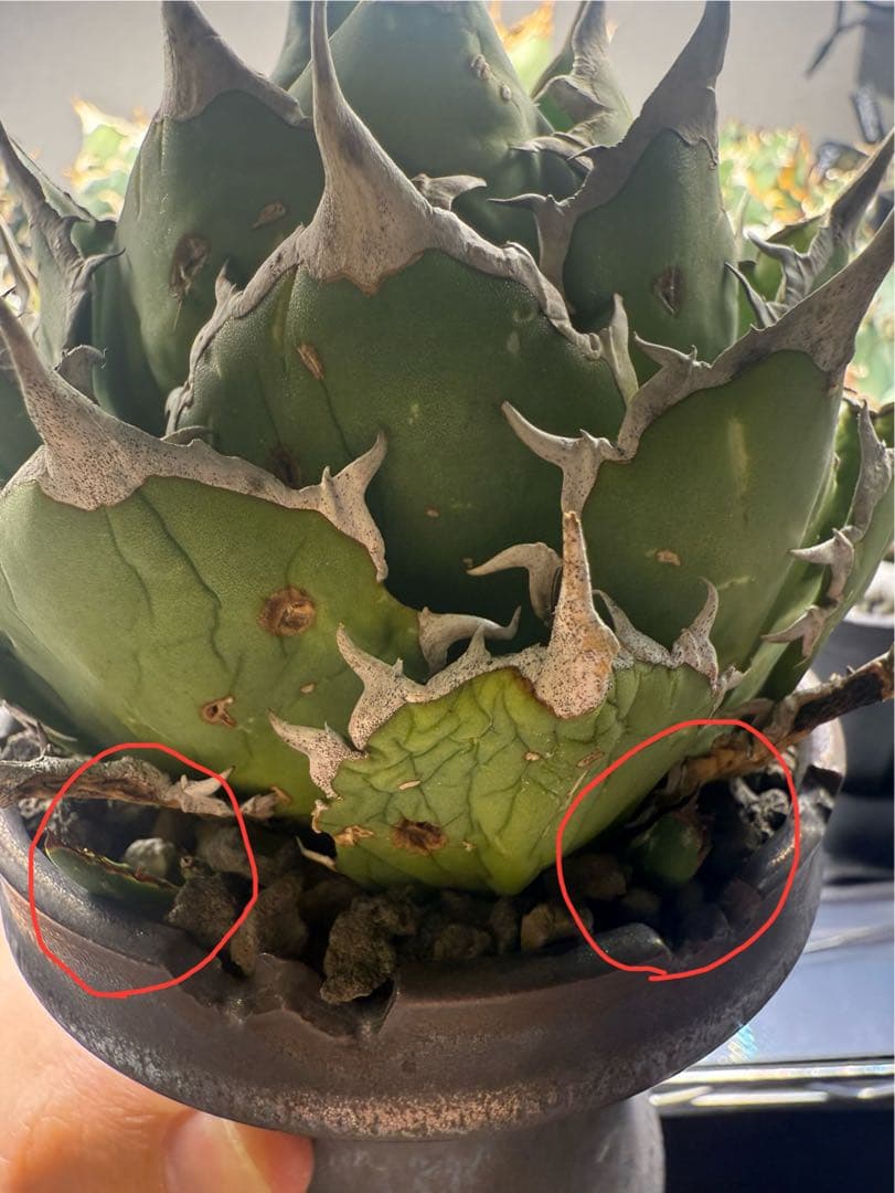 陶器鉢ごと親株出品　アガベチタノタ fo07