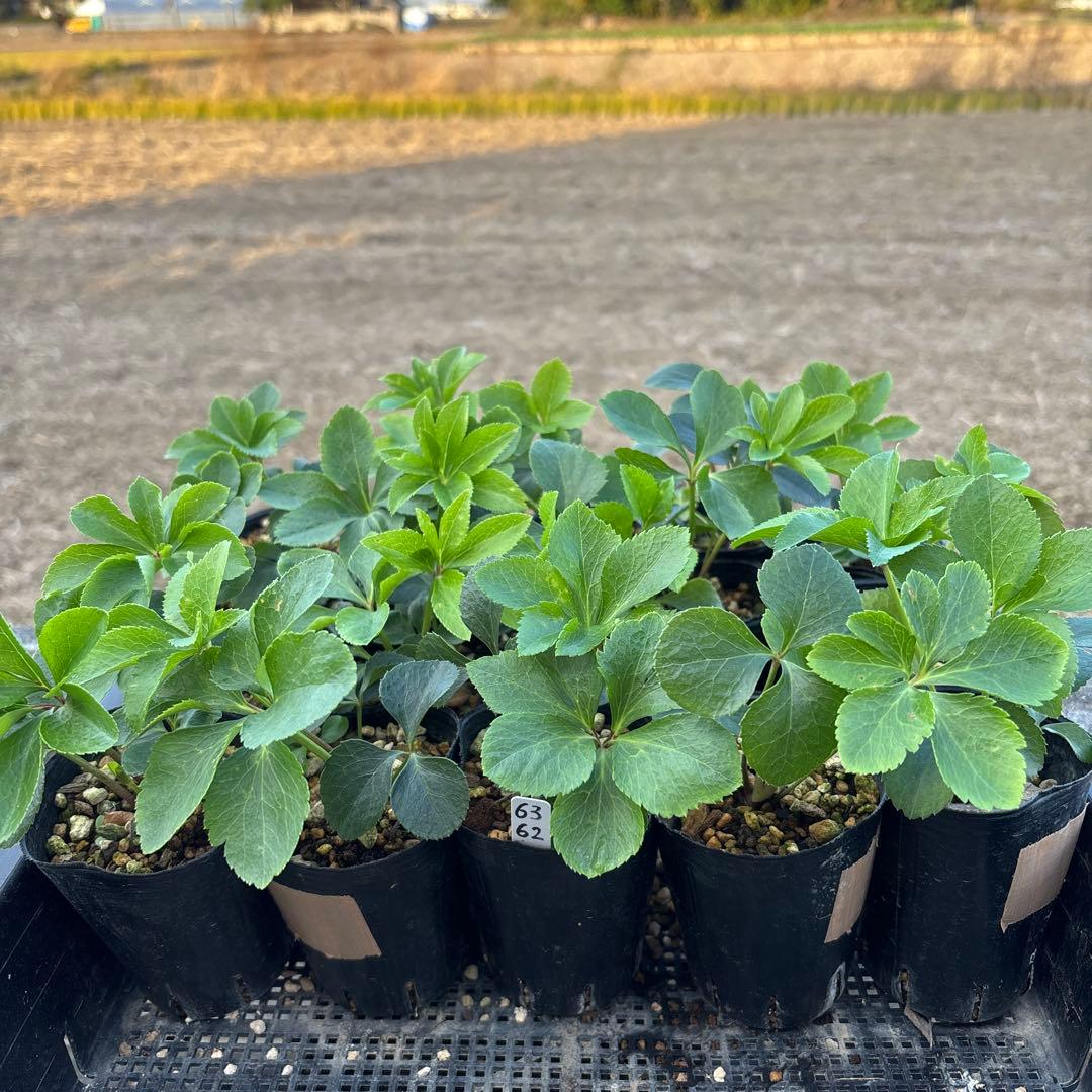 プレミアムプリマヴェーラモーリーメビウス×モーリーメビウス★クリスマスローズ苗