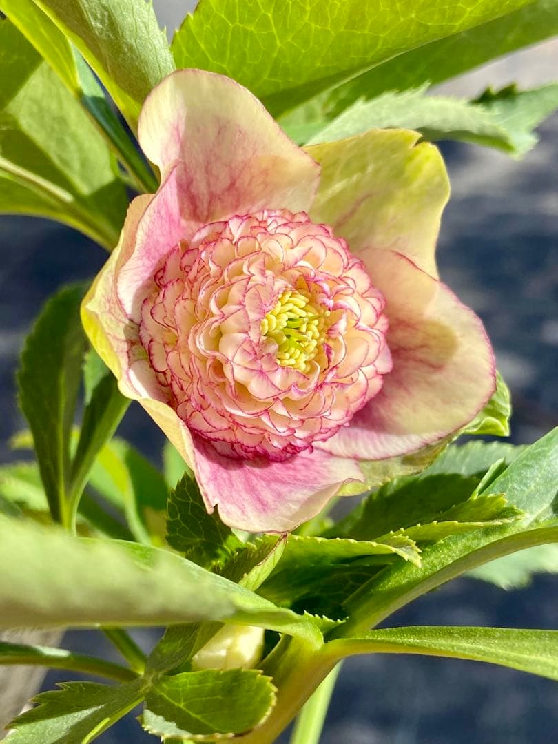 プレミアムプリマヴェーラモーリーメビウス×モーリーメビウス★クリスマスローズ苗