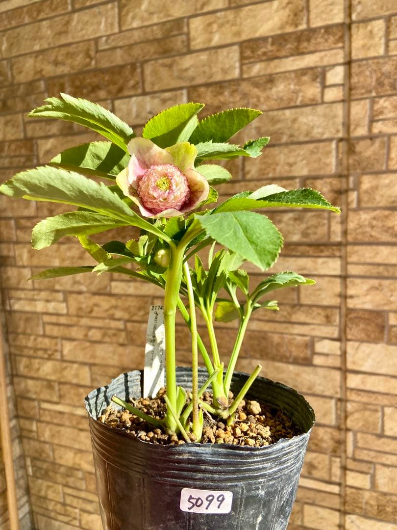 プレミアムプリマヴェーラモーリーメビウス×モーリーメビウス★クリスマスローズ苗