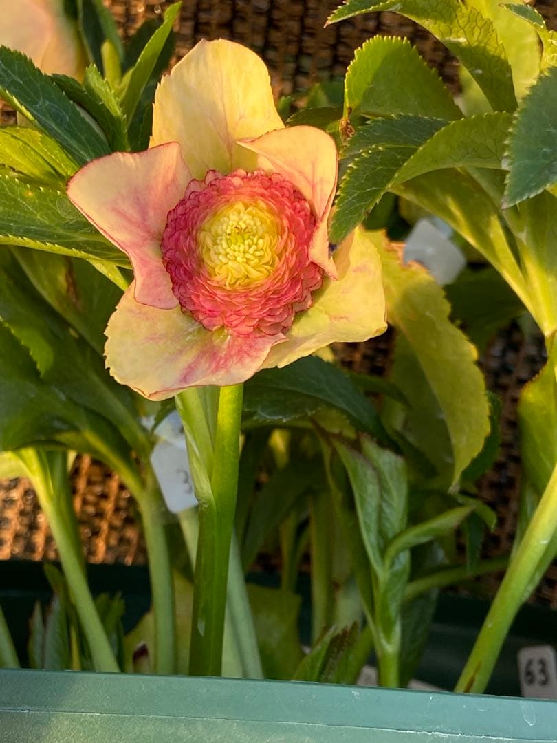 プレミアムプリマヴェーラモーリーメビウス×モーリーメビウス★クリスマスローズ苗