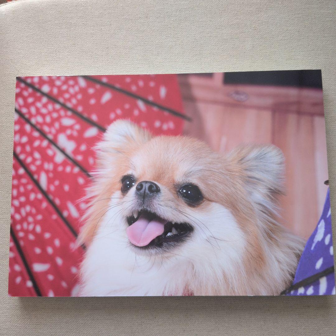 世界一可愛い犬 ぽんちゃんのアート作品 額縁付き【完全非売品】