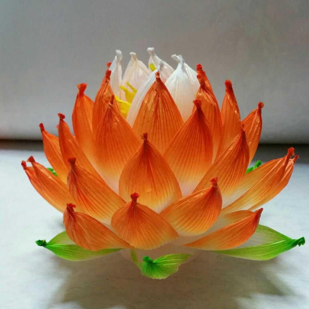 サボテン