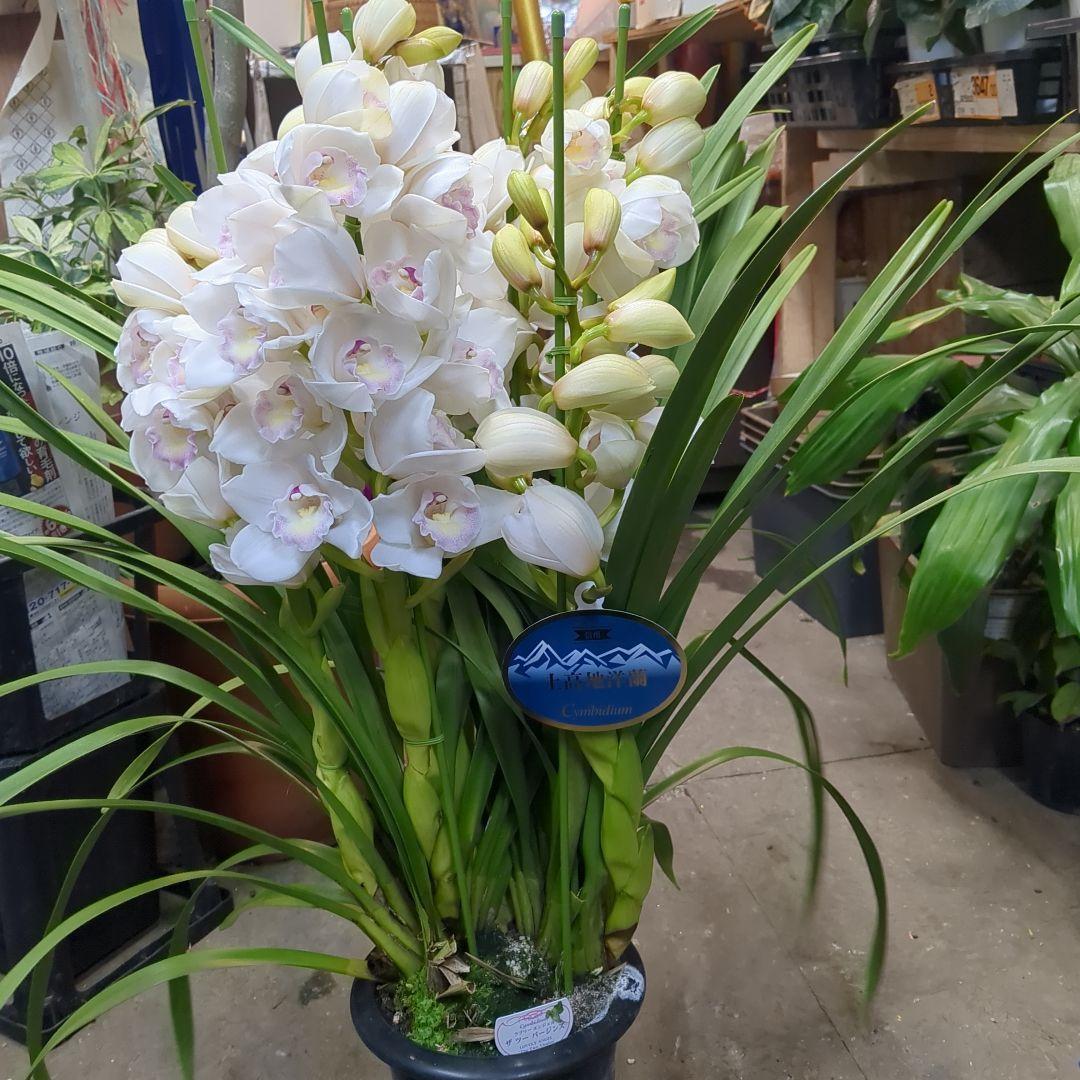 上高地洋蘭 松本洋蘭組合ツーバジ5本立ちボリュームあり