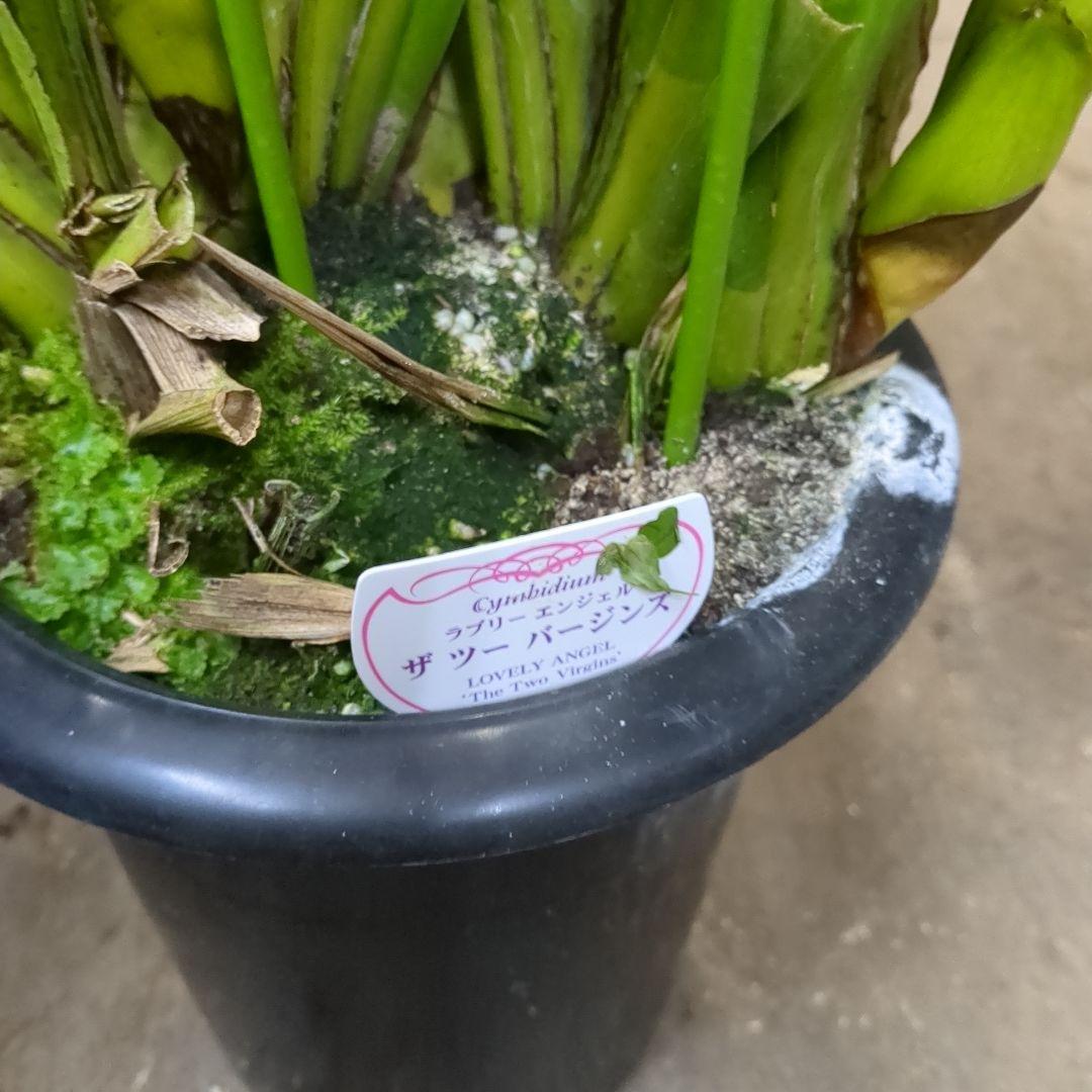 上高地洋蘭 松本洋蘭組合ツーバジ5本立ちボリュームあり