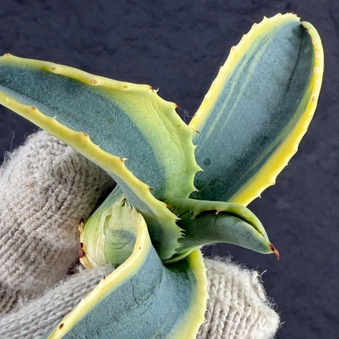 M*.様 【アガベ　サルミアナ フェロックス ”リップル エフェクト”】天芽/