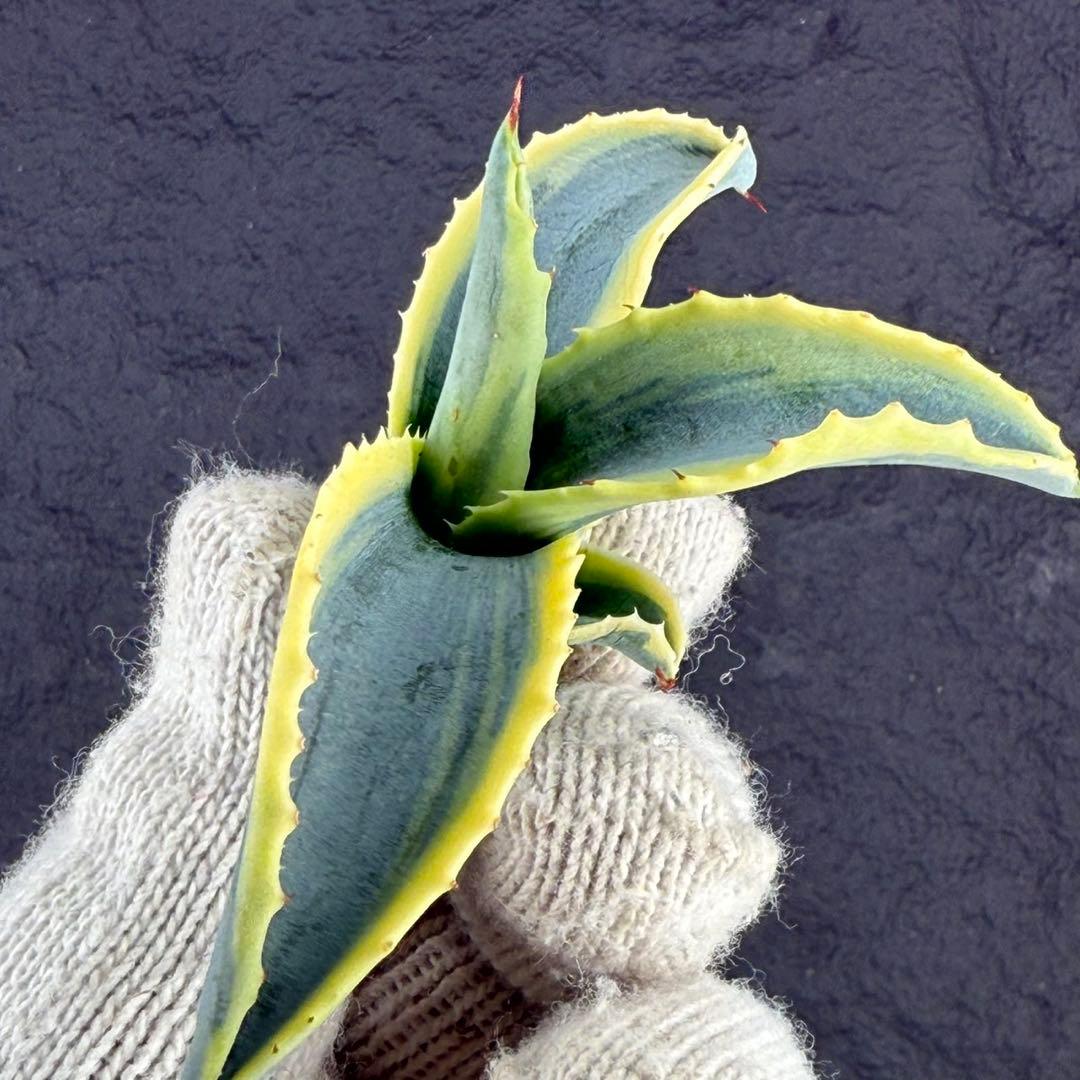 M*.様 【アガベ　サルミアナ フェロックス ”リップル エフェクト”】天芽/