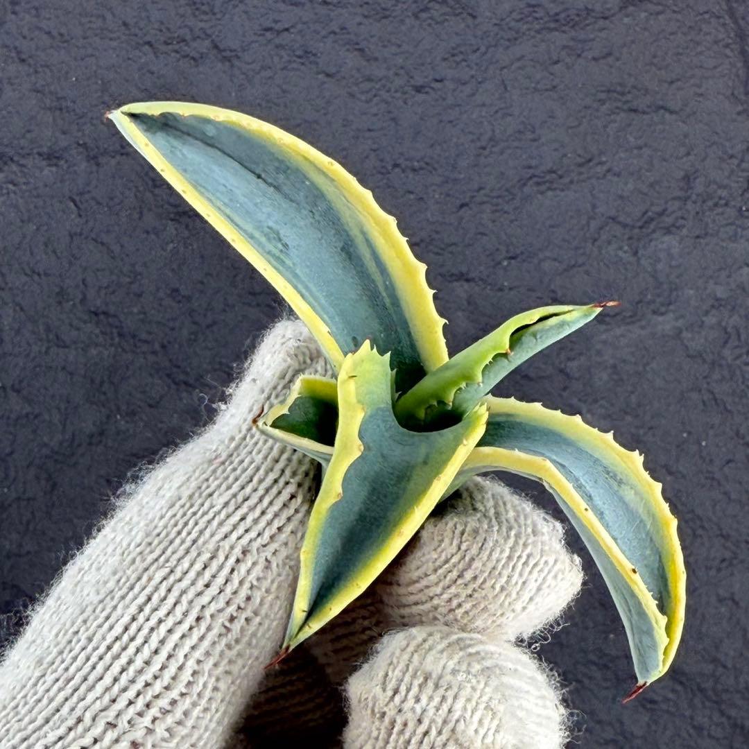 M*.様 【アガベ　サルミアナ フェロックス ”リップル エフェクト”】天芽/