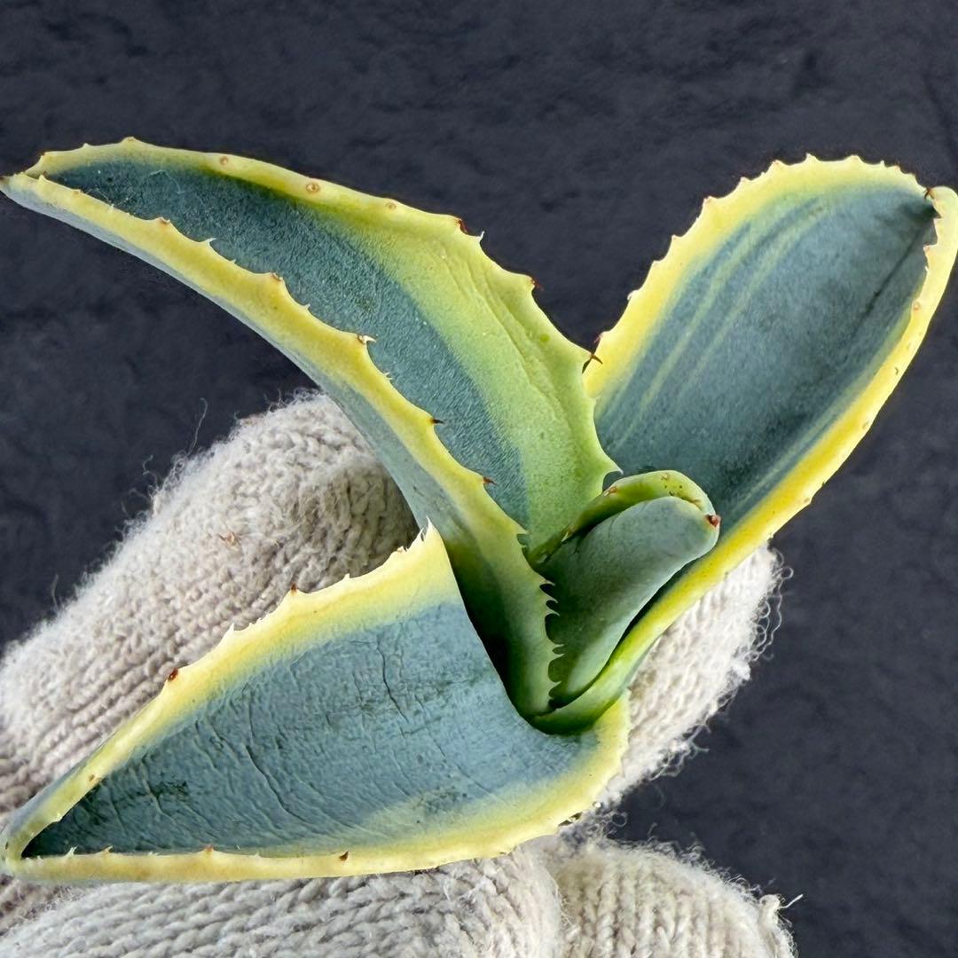 M*.様 【アガベ　サルミアナ フェロックス ”リップル エフェクト”】天芽/