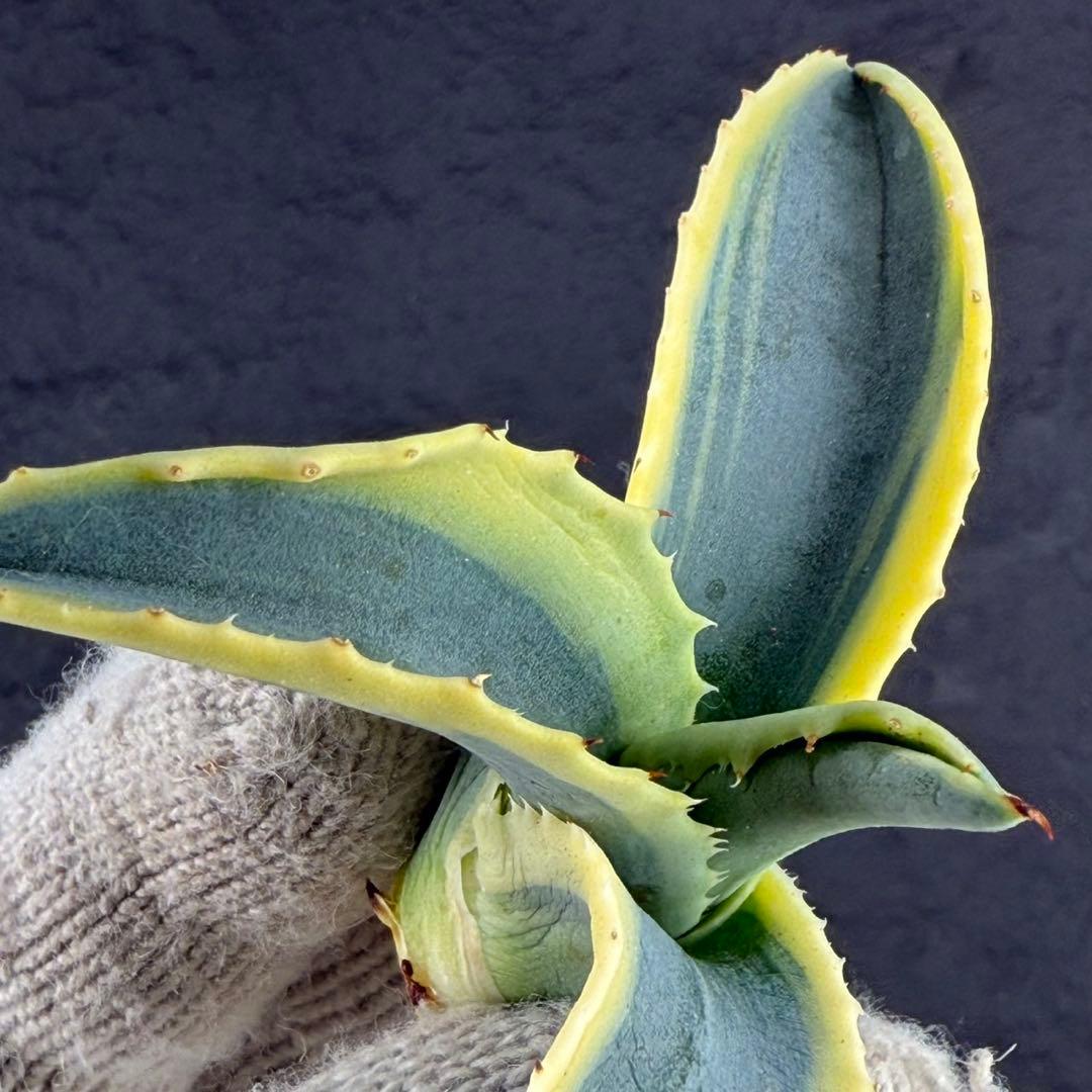 M*.様 【アガベ　サルミアナ フェロックス ”リップル エフェクト”】天芽/