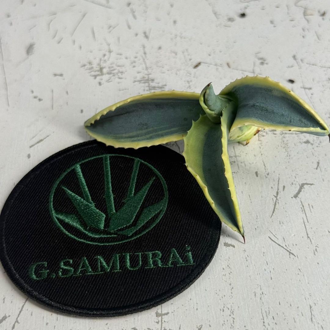 M*.様 【アガベ　サルミアナ フェロックス ”リップル エフェクト”】天芽/