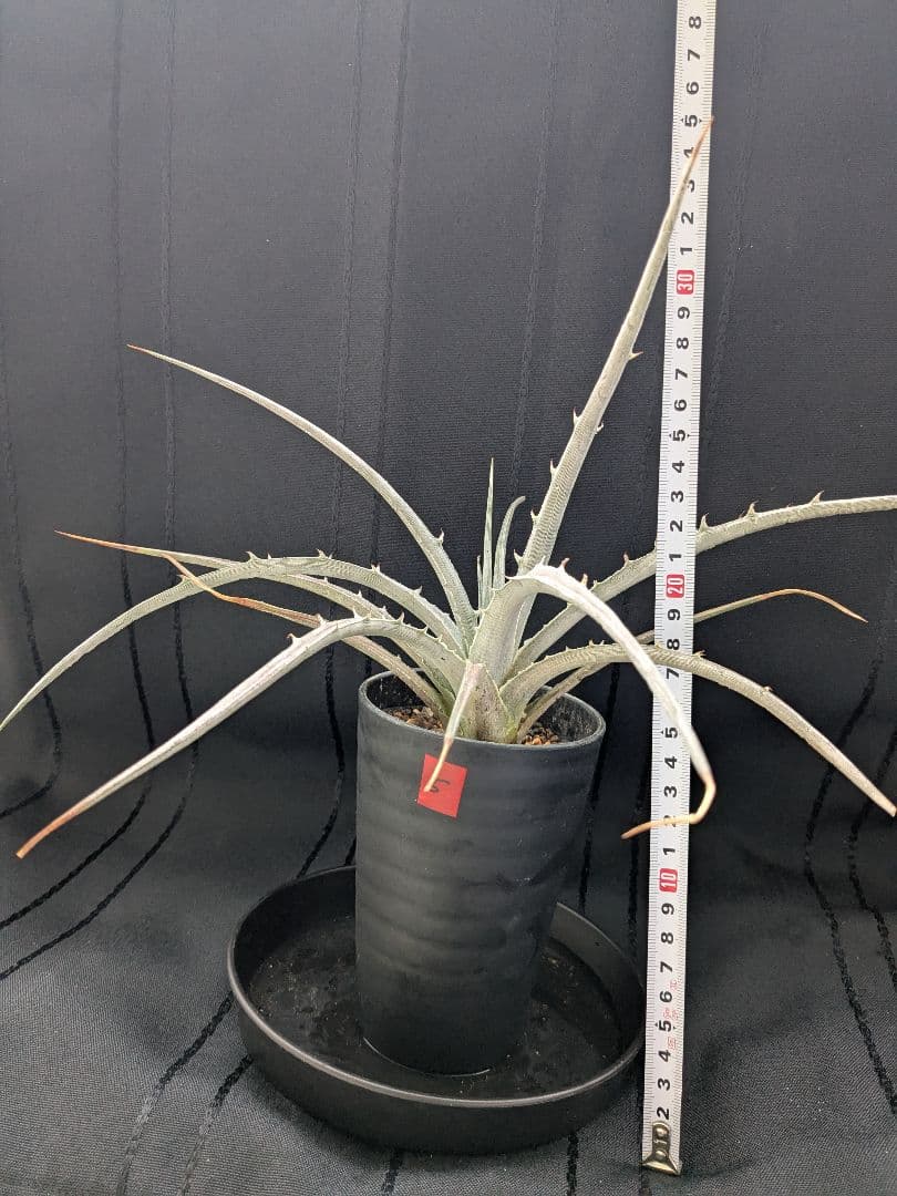 Dyckia pulquinensis ディッキア　プルキネンシス　株分け　⑤