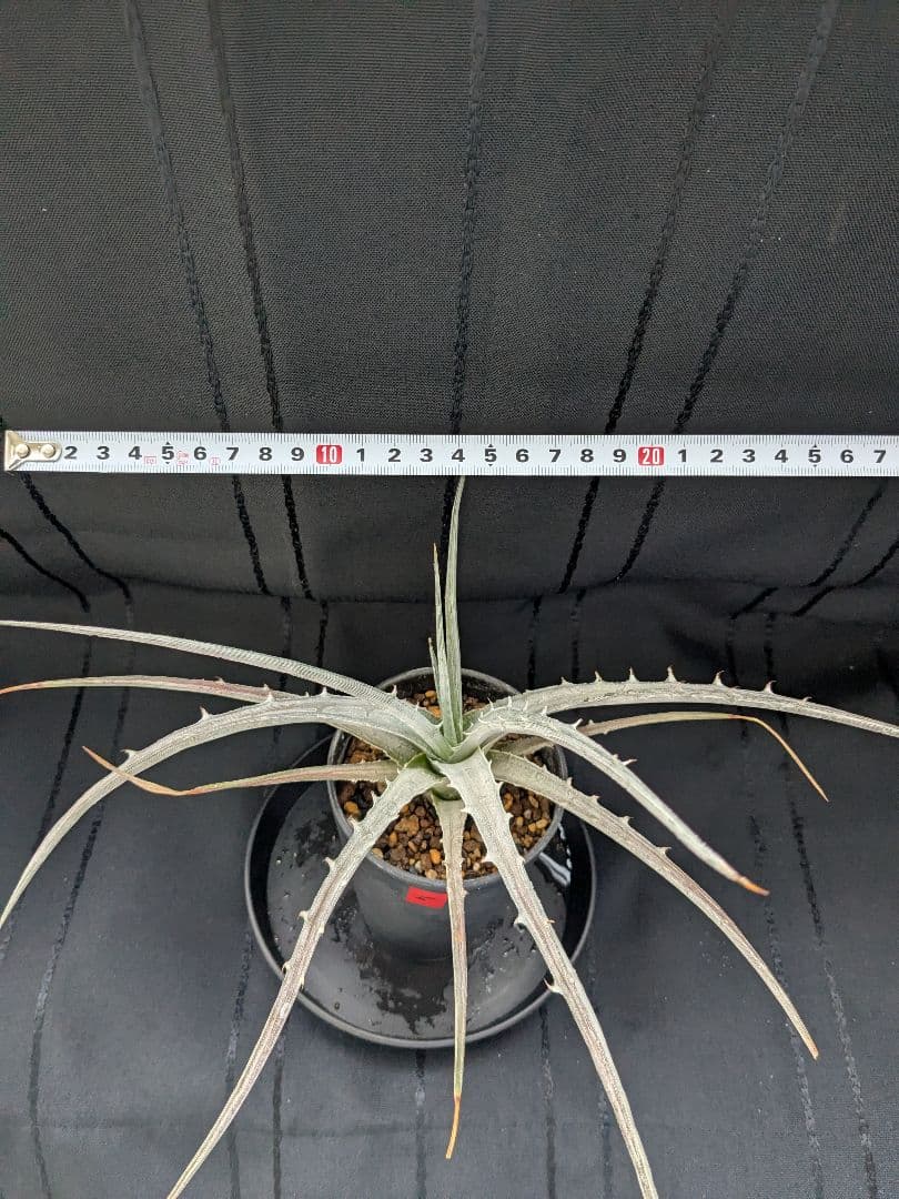 Dyckia pulquinensis ディッキア　プルキネンシス　株分け　⑤