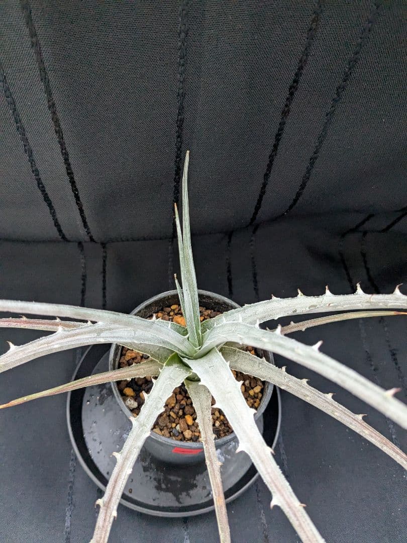 Dyckia pulquinensis ディッキア　プルキネンシス　株分け　⑤