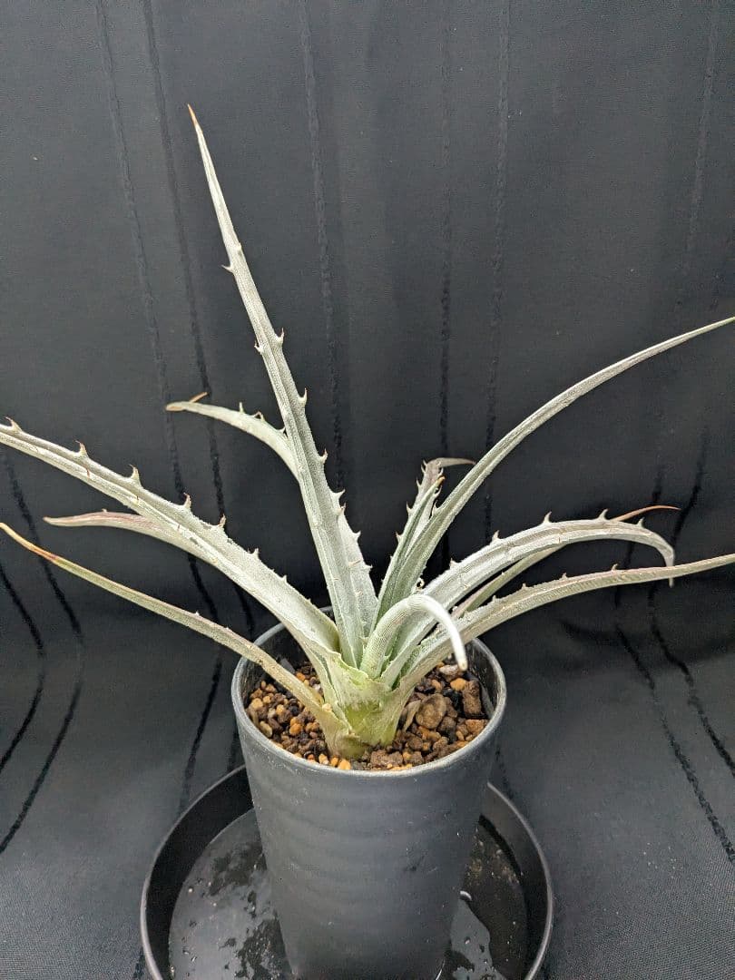Dyckia pulquinensis ディッキア　プルキネンシス　株分け　⑤