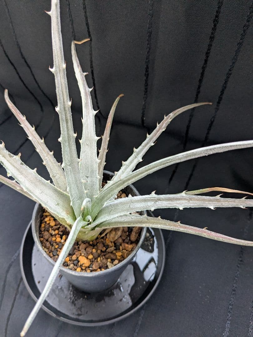 Dyckia pulquinensis ディッキア　プルキネンシス　株分け　⑤