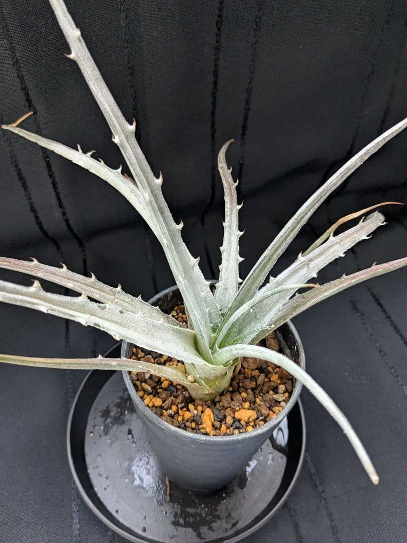 Dyckia pulquinensis ディッキア　プルキネンシス　株分け　⑤