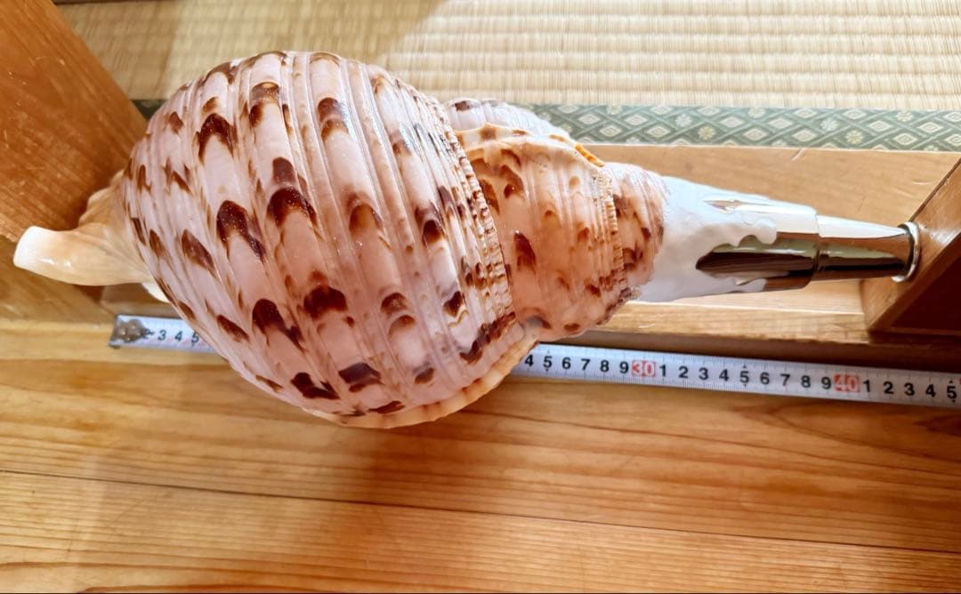 特大修験道法螺貝40.5㎝　山伏　密教　熊よけ　魔除け❣️ホラガイ　ほら貝