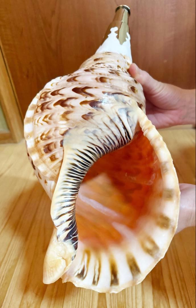 特大修験道法螺貝40.5㎝　山伏　密教　熊よけ　魔除け❣️ホラガイ　ほら貝