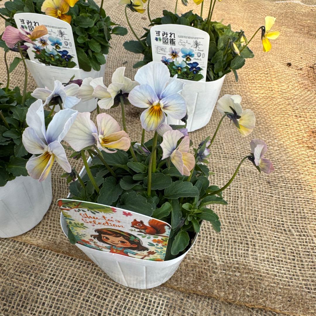 ビオラ すみれ図鑑4苗セット 最終値下げ！