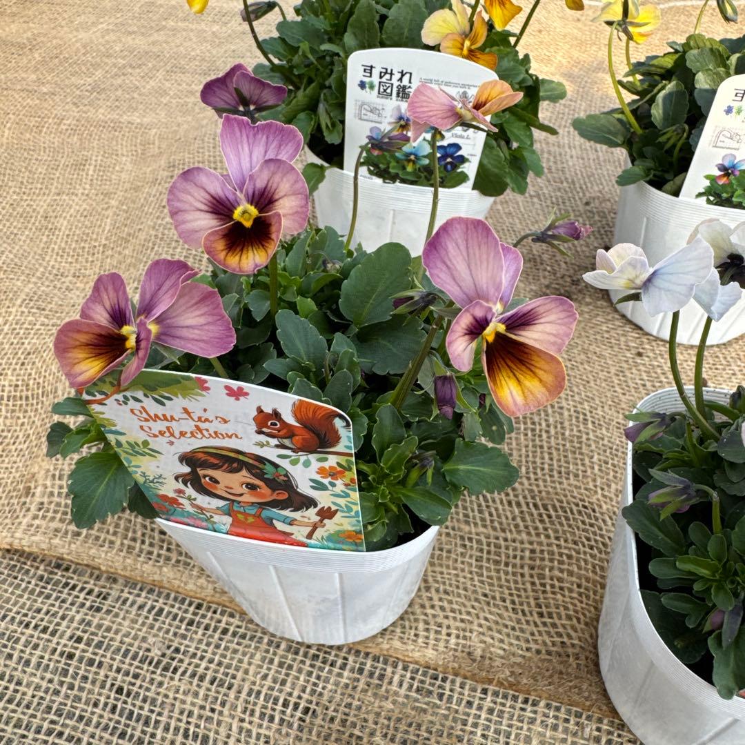 ビオラ すみれ図鑑4苗セット 最終値下げ！