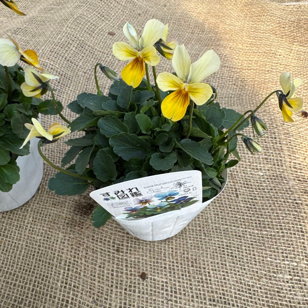 ビオラ すみれ図鑑4苗セット 最終値下げ！