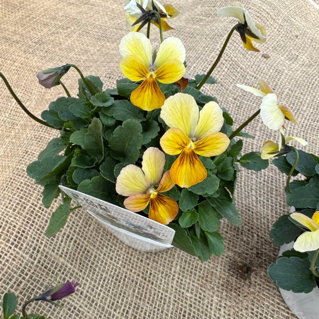 ビオラ すみれ図鑑4苗セット 最終値下げ！