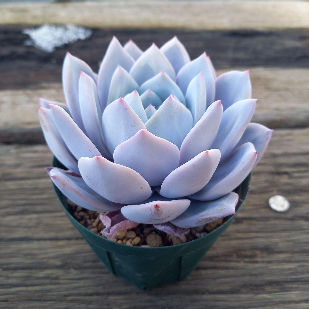 エケベリア・セダム Chikky