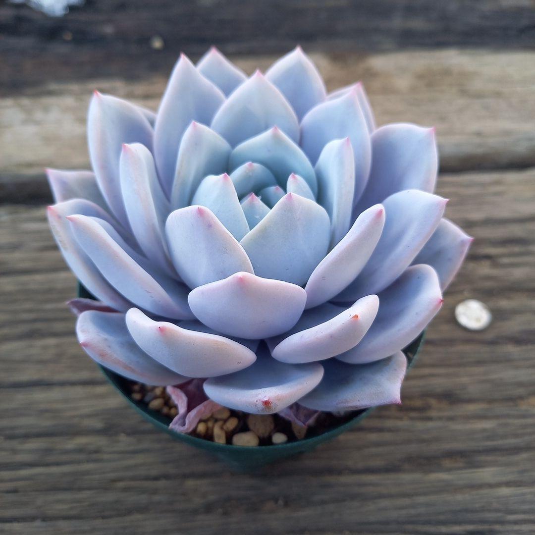 エケベリア・セダム Chikky