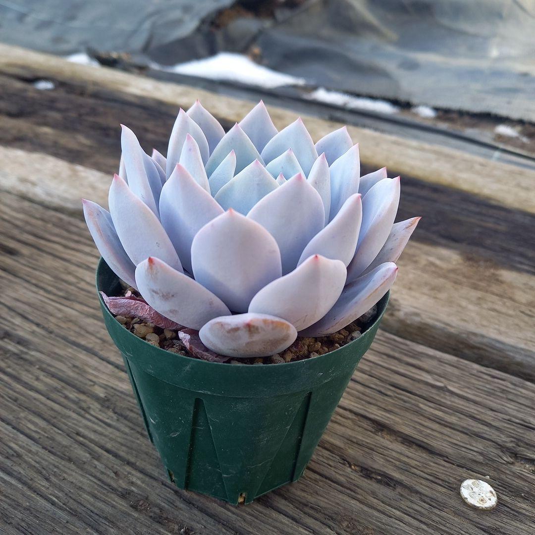 エケベリア・セダム Chikky