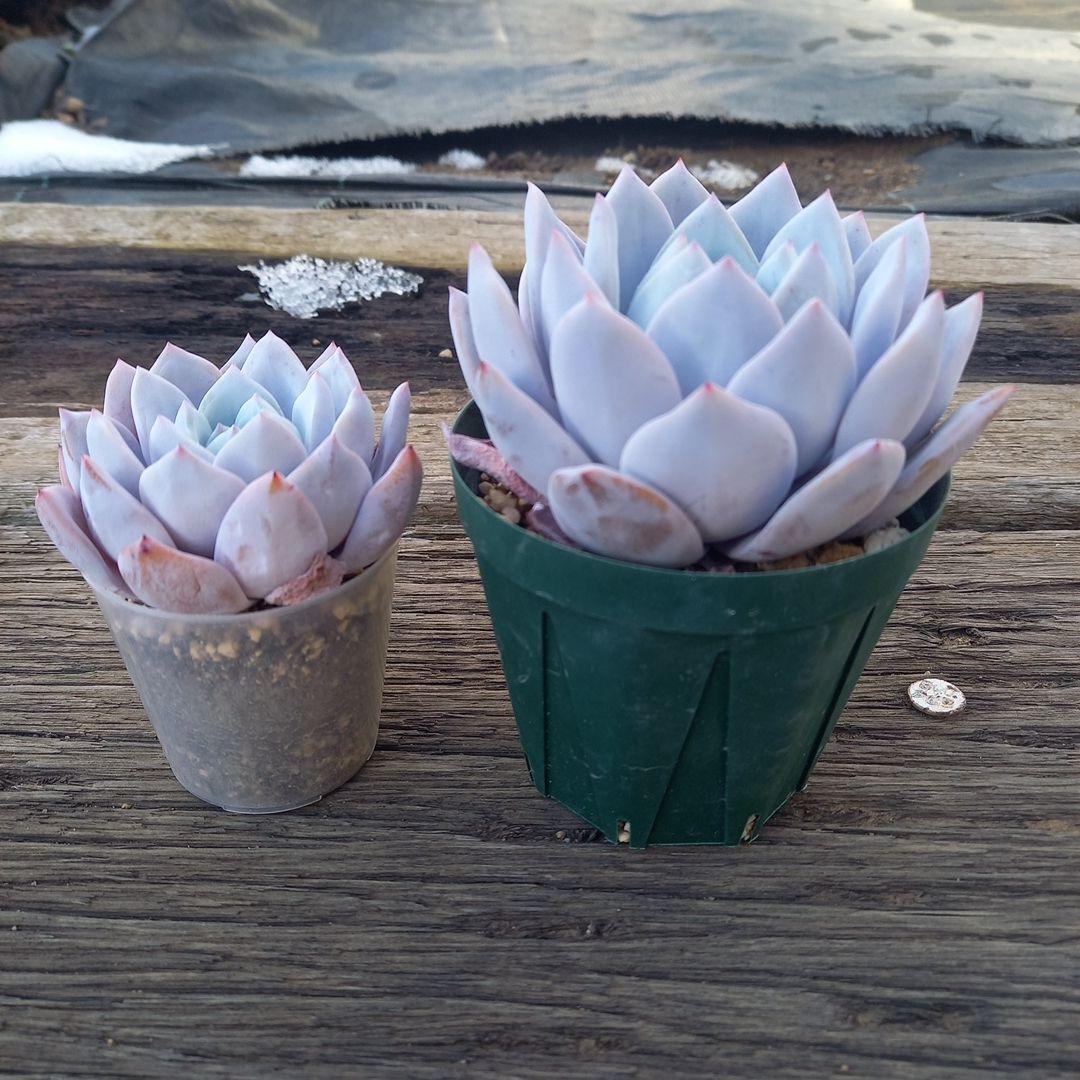 エケベリア・セダム Chikky